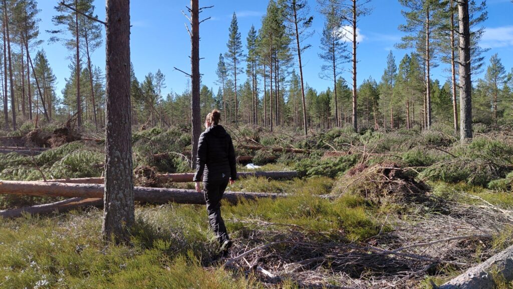 Bilden visar en person som går i en stormfälld skog.